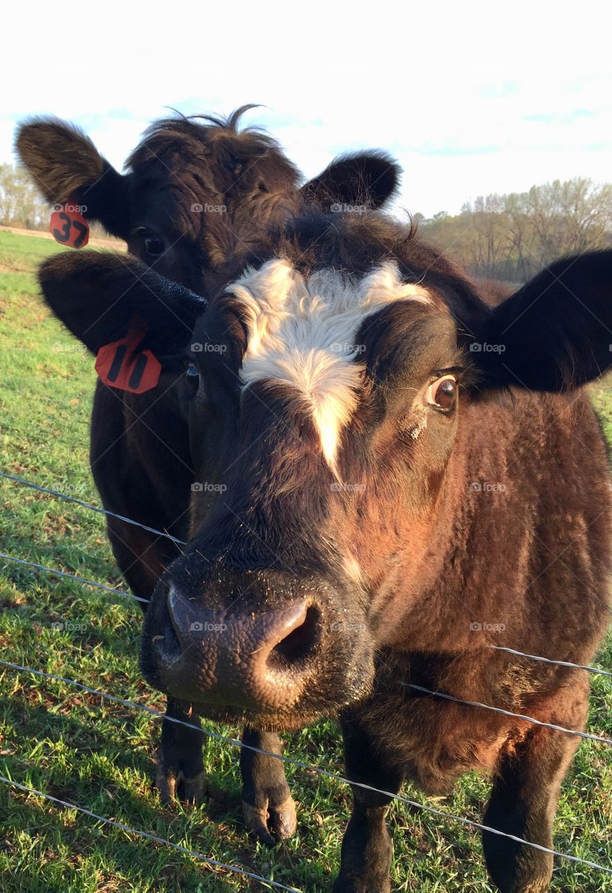 Headshot of a friendly steer by a wire fence in a fresh pasture against a blurred countryside on a bright spring morning 