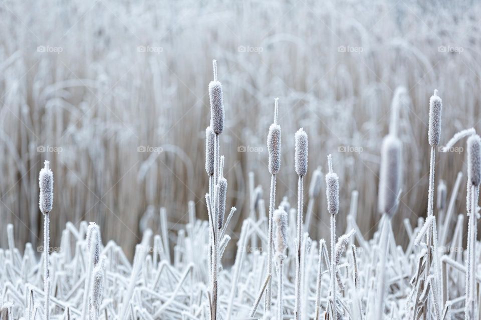 Bulrushes and reeds covered with beautiful frost on a cold winter day 
