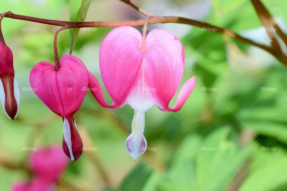 Bleeding heart flowers on stem