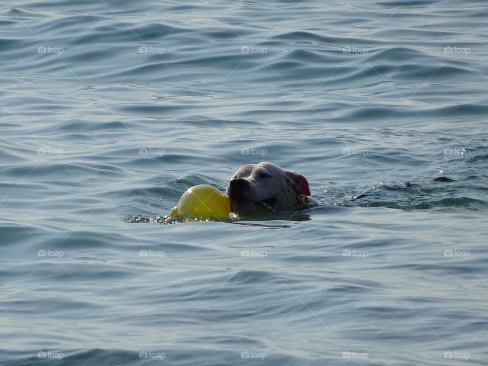 Dog training. Dog training