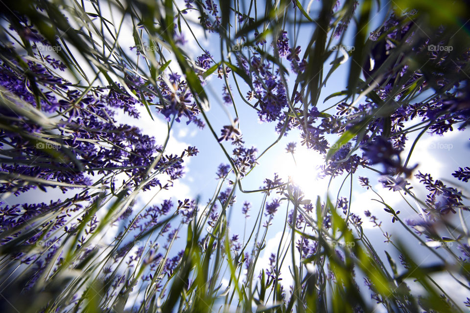 Blue sky and shining sun through lavender blooms