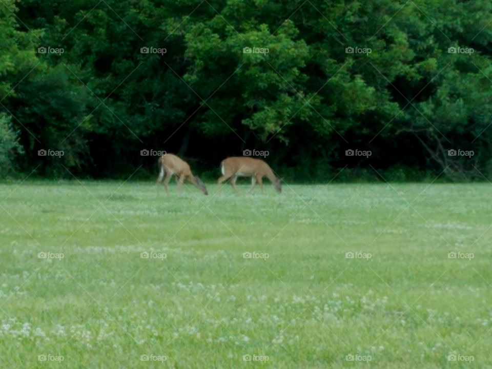 Group of deer have a meal in Donaldson park in New Brunswick, nj