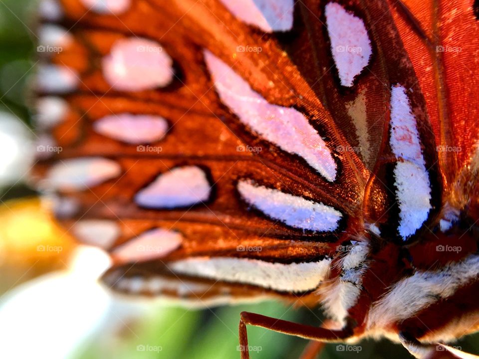 Extreme closeup of butterfly's wings.
