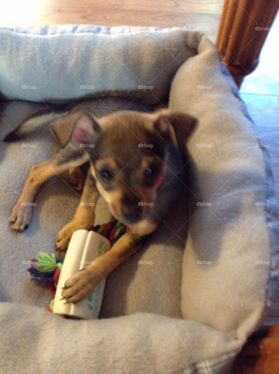 Dog relaxing on the couch