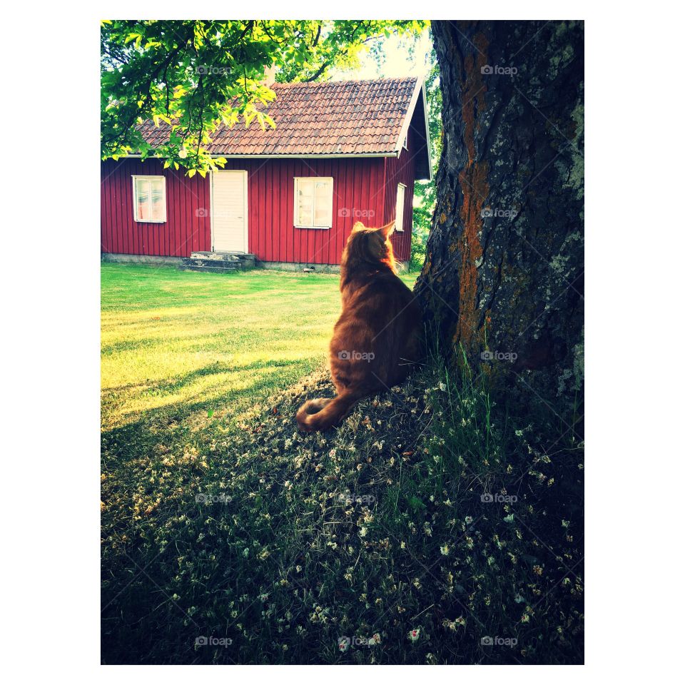 Cat by cottage