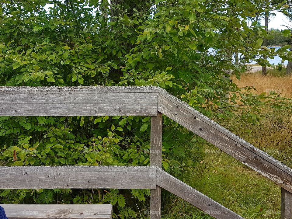 Moss growing on the handrail.