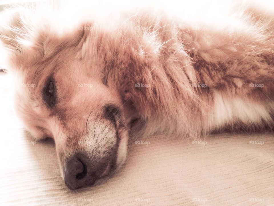 Sleepy Dog