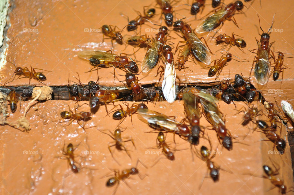 A group of ants coming out of a wooden frame