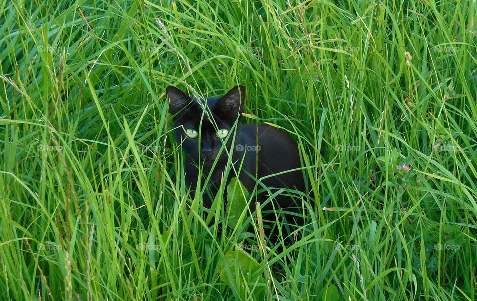 Grass, Animal, Nature, Hayfield, Field