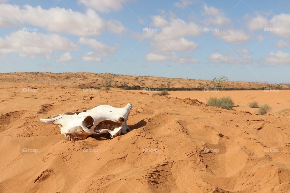 Sahara desert and animal skull 