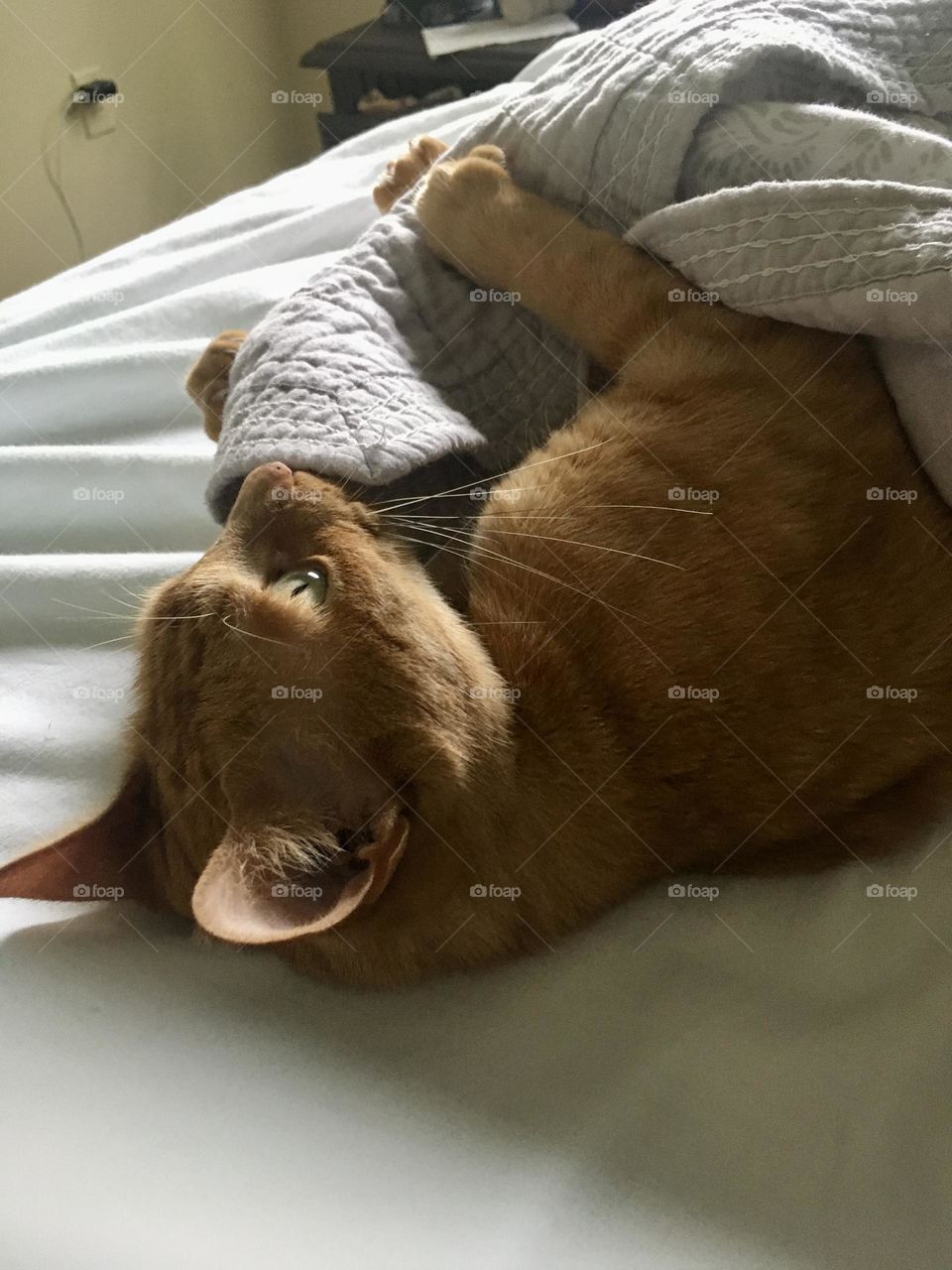 Silly ginger cat playing with the blanket 