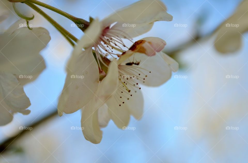 white spring blossom