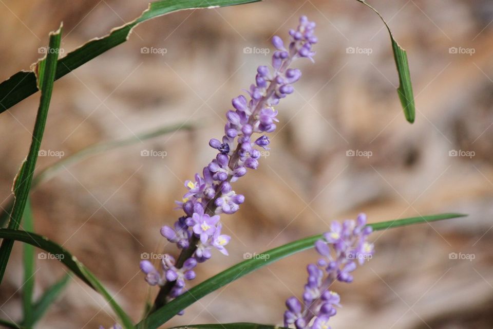 Monkey grass in bloom