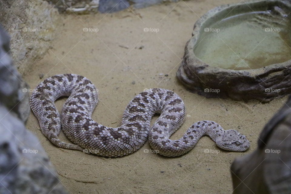 A dangerous snake in the zoo of Haifa.