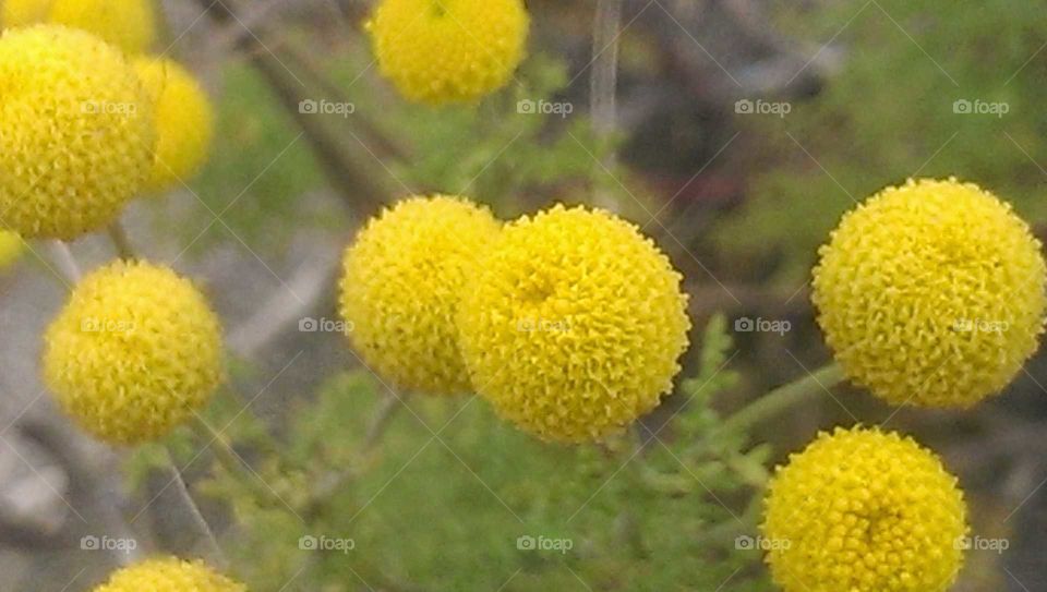 Yellow Ball Shaped Floral Close Up