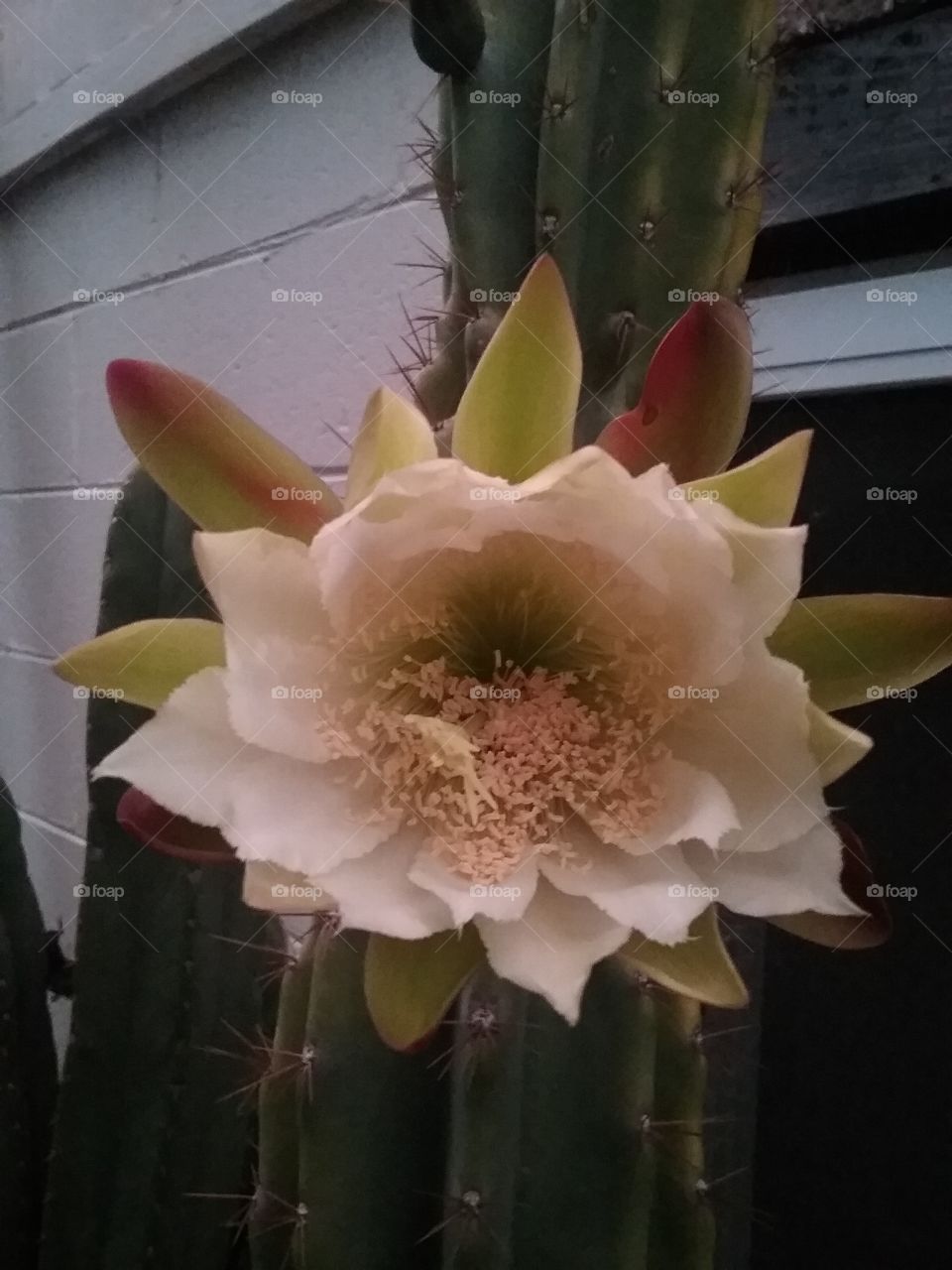 on dusk cerie monstrous flower starting to open!