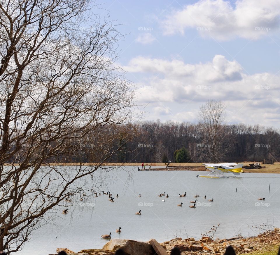 Take Off From a Goose Shared Pond
