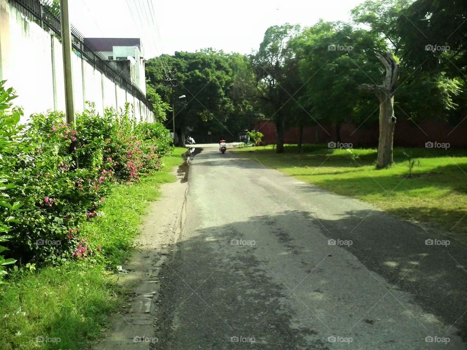 open road through green forest, trees during Summer And morning Time.
