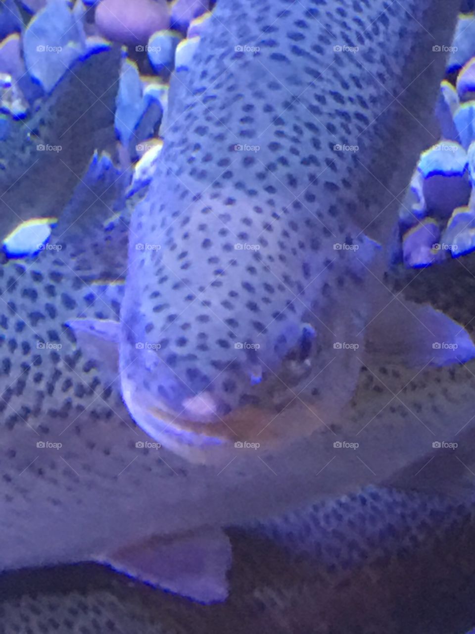 Bass fish in an aquarium in Montana area