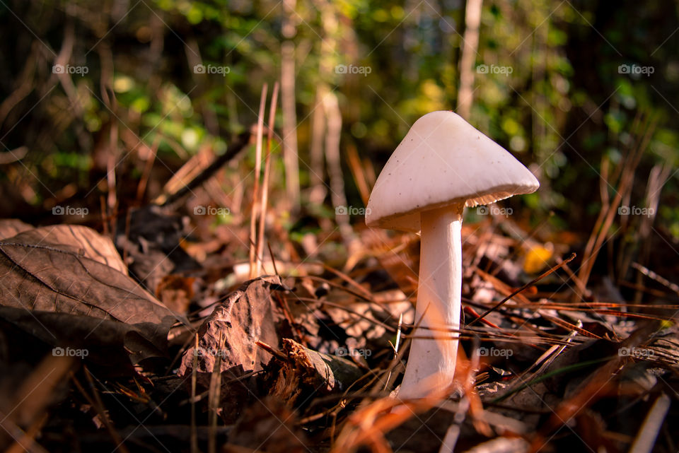 mushroom in the park