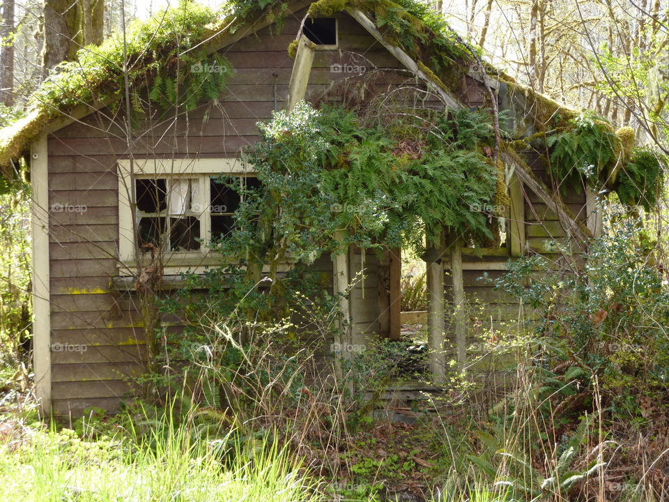 Overgrown home