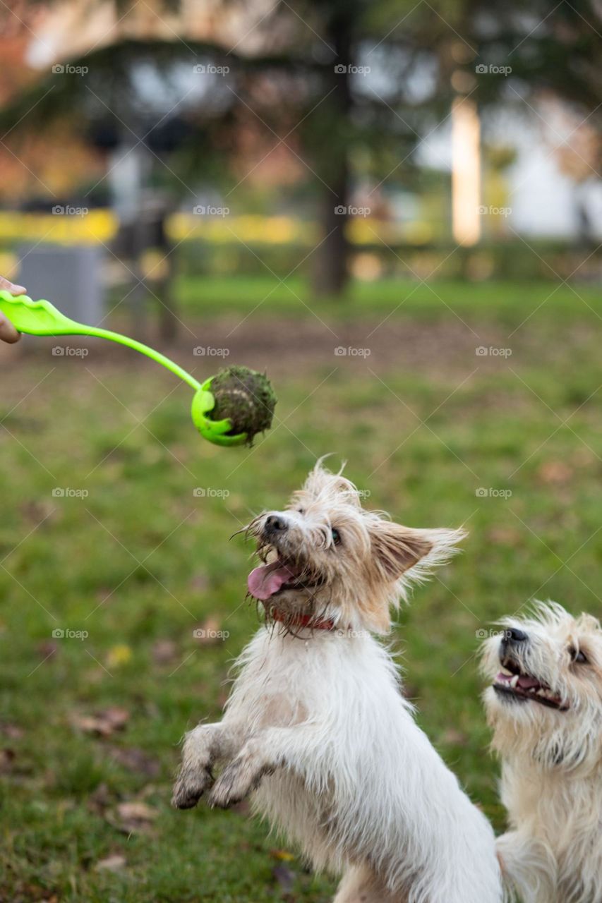 The dog playing with a ball