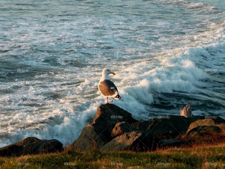 Seagulls. Oregon coast