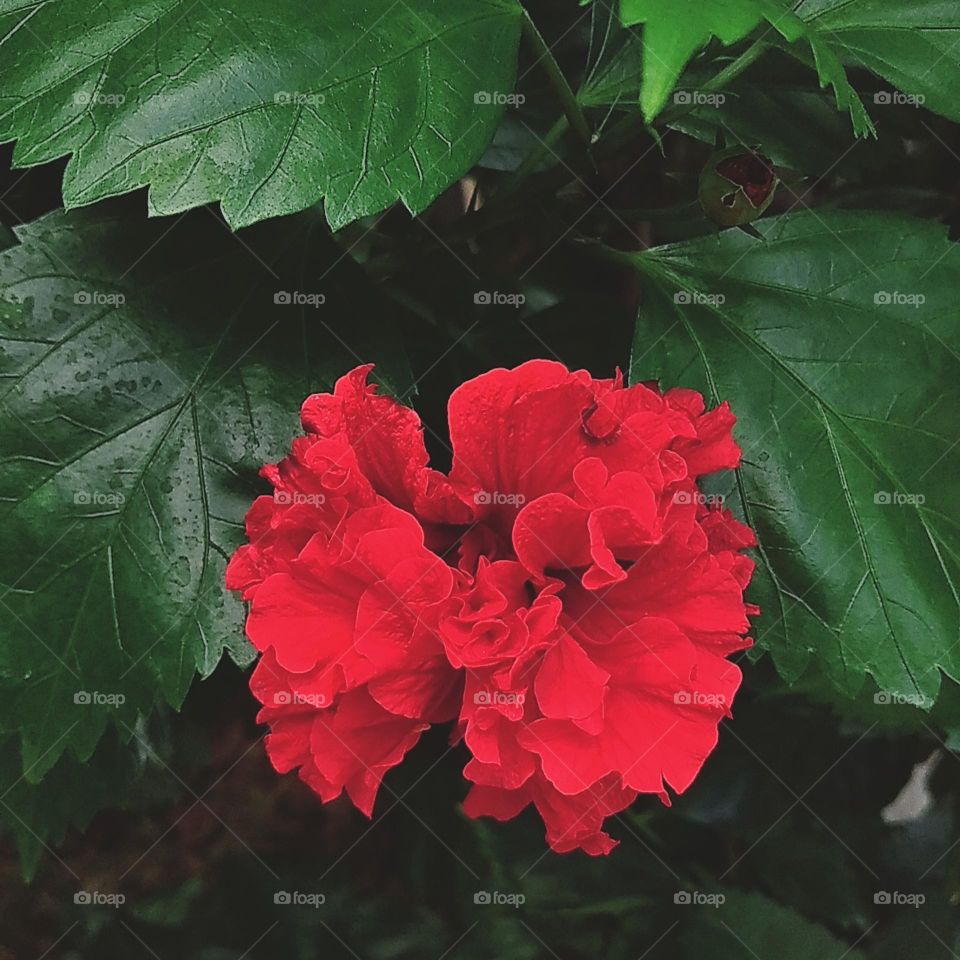 Red flower