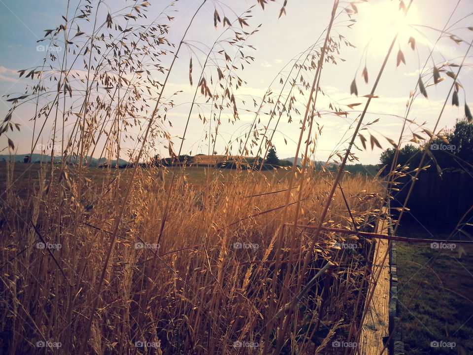 harvest. dawn