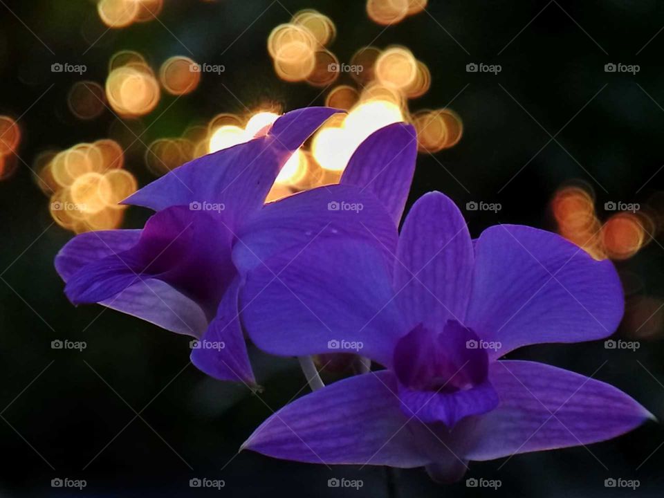 Violet Flowers