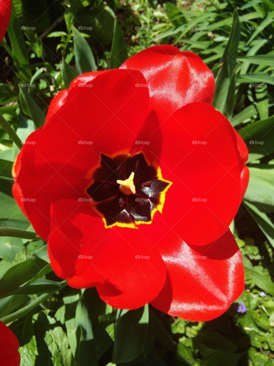 red fully bloomed flower