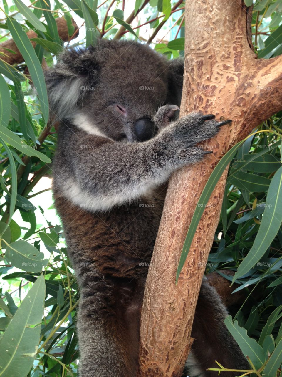 Koala in Australia. Koala in Australia