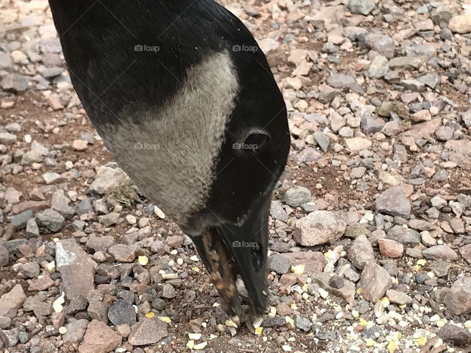 Closeup of Canadian goose’s face