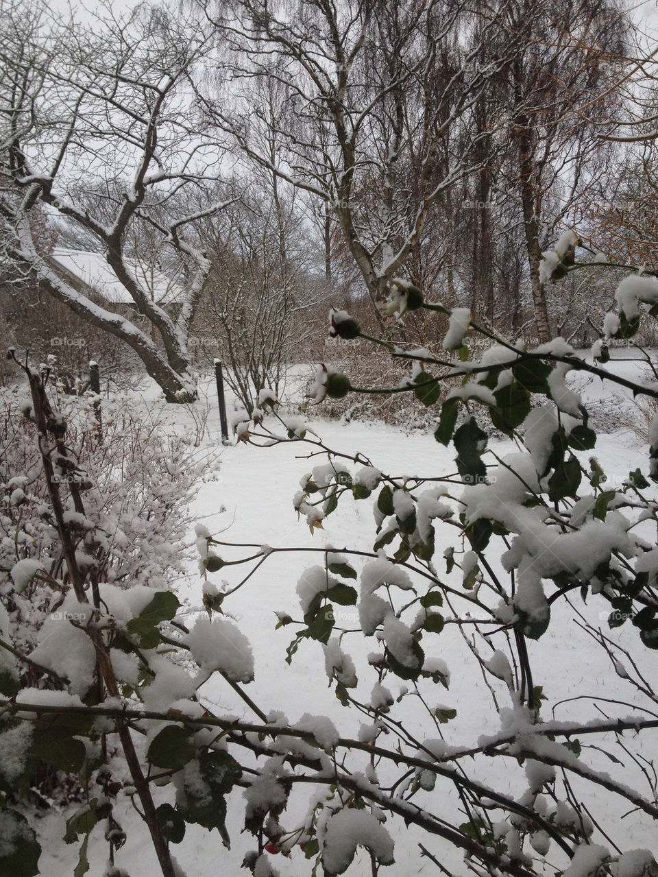 snow tree by liselott