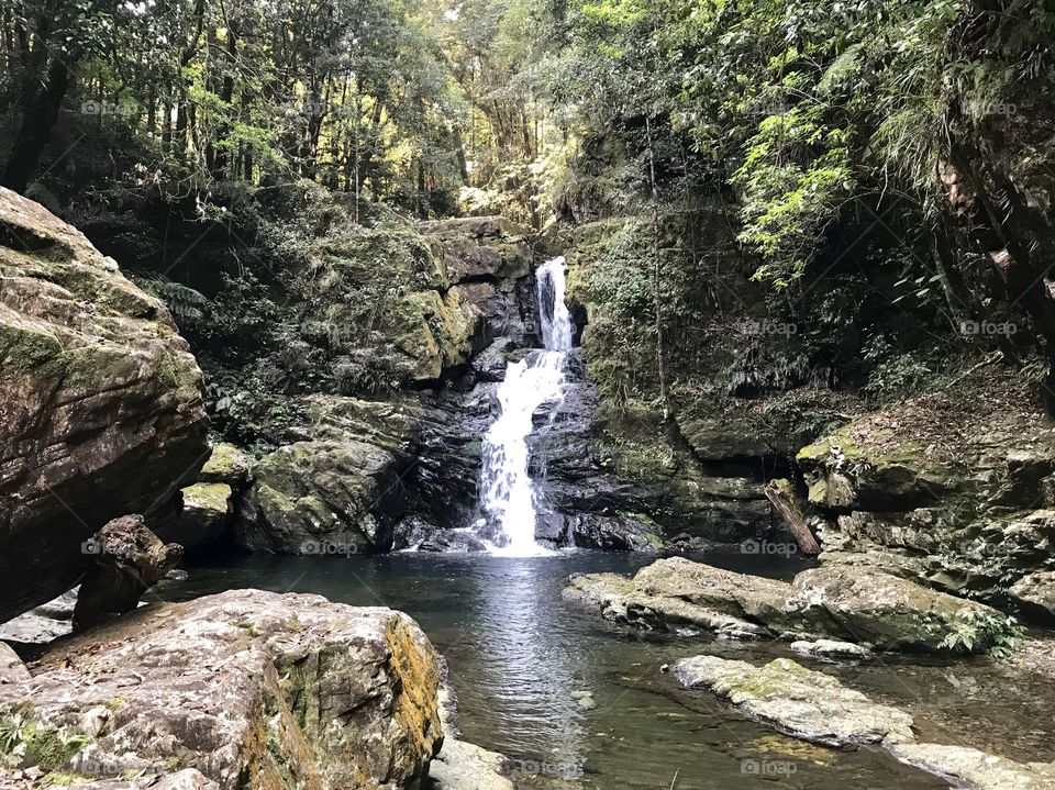 Coachwood Falls in Never Never Forest, Dorrigo NSW Australia 