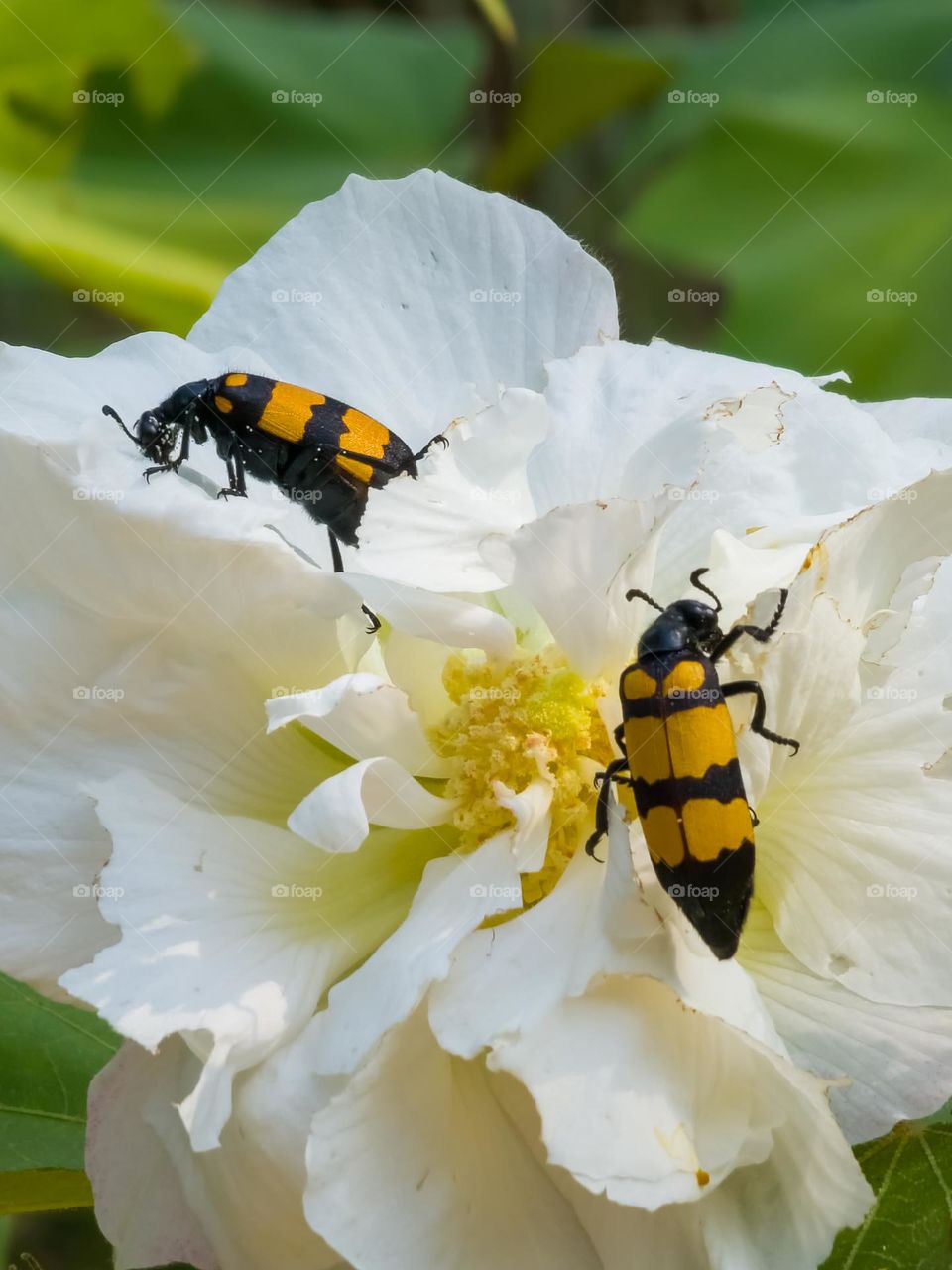 Black and yellows Bees picking up the nectar from a flower