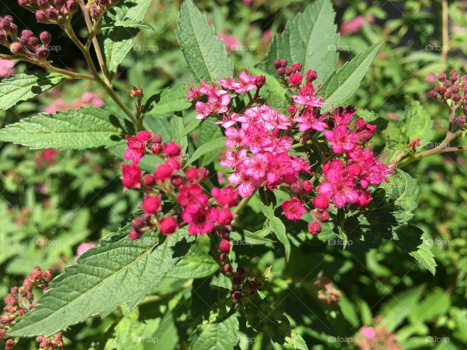 Different shades of pink