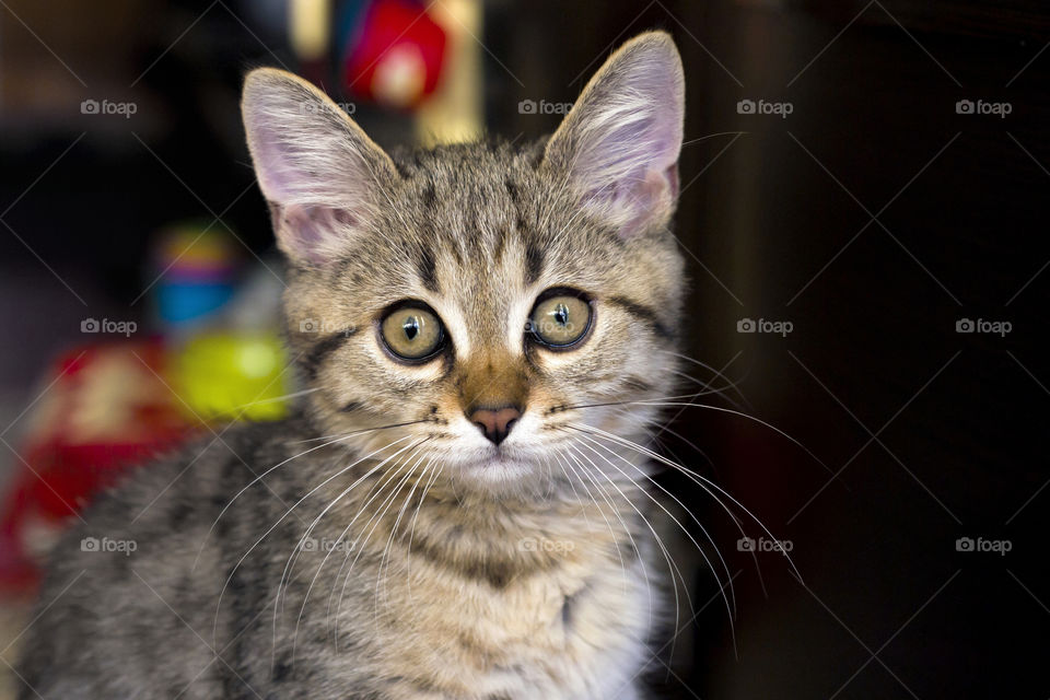 Portrait of a kitten