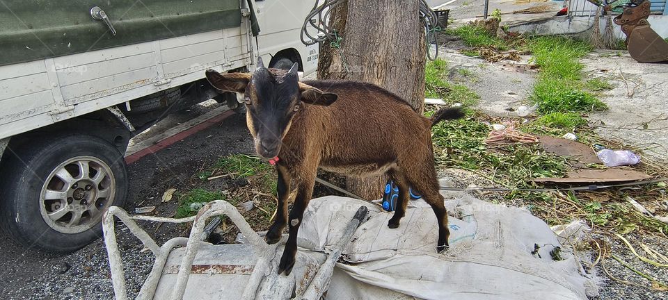 goats on the street in a village in taiwn.