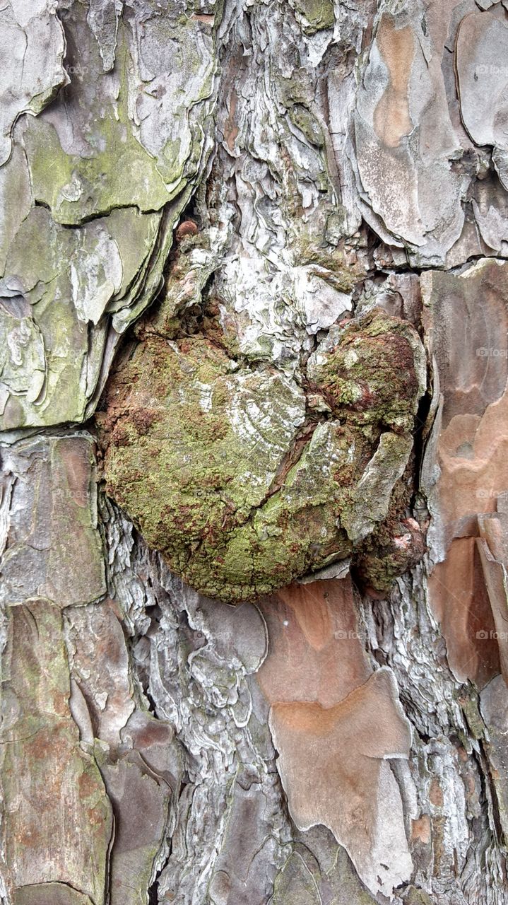 creative texture pine tree