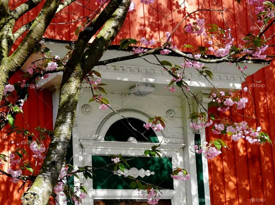 Cherry tree in bloom in front of red house