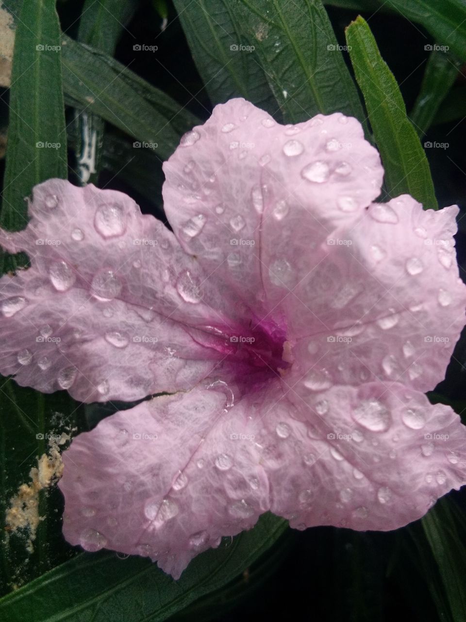 beautiful ponk drop blossom flower