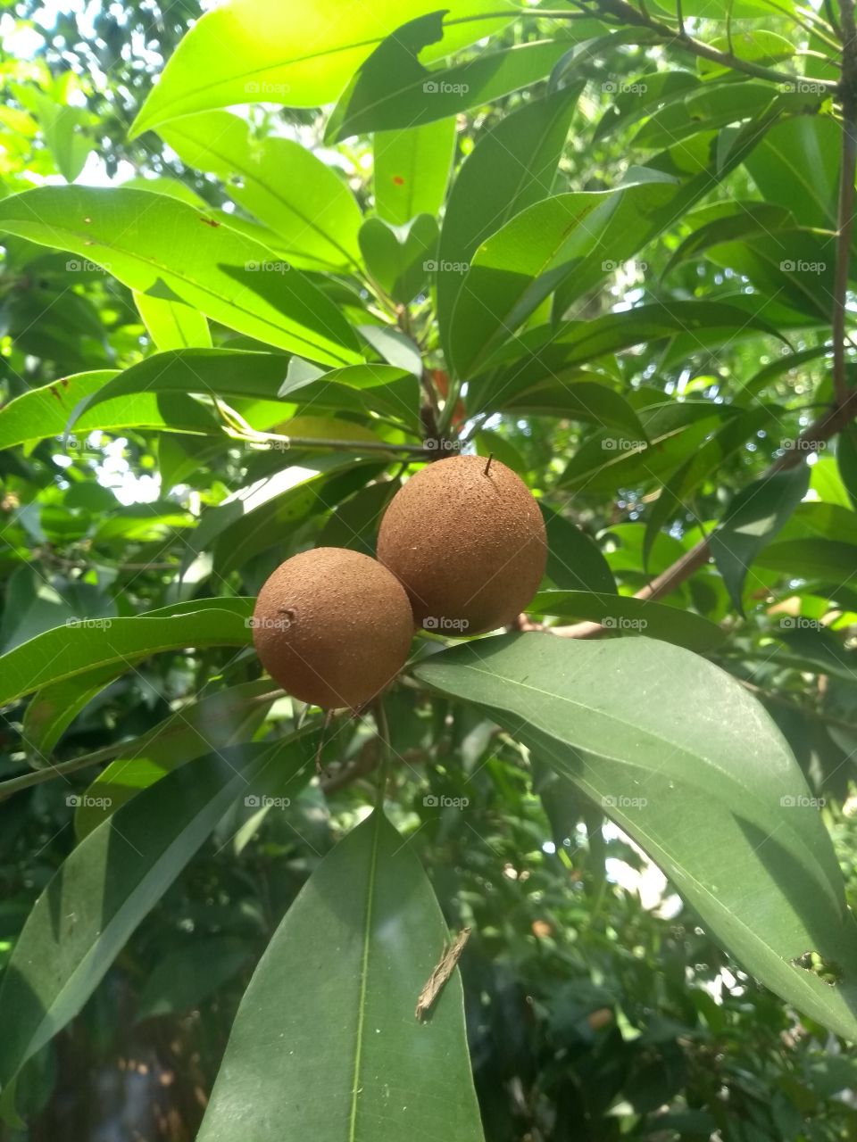 Manilkara zapota fruit