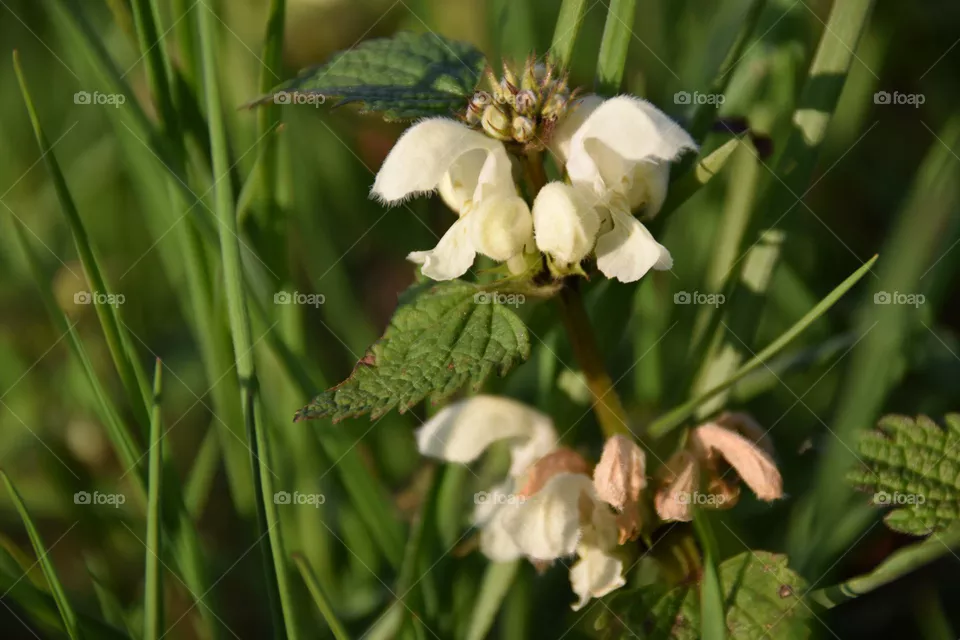 medicinal herb