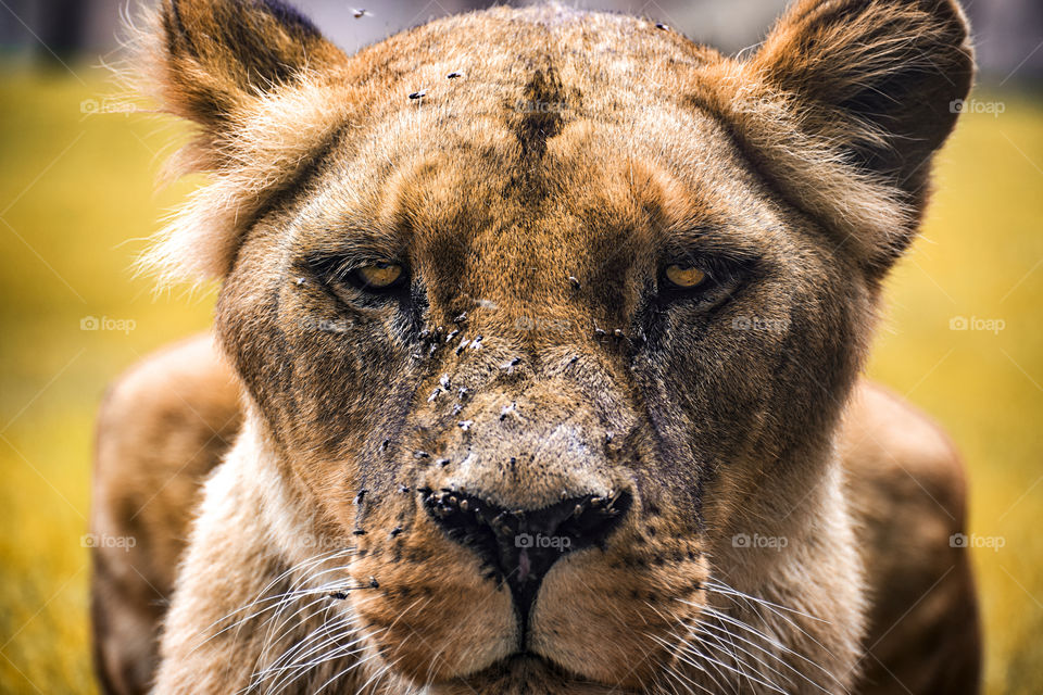 Intimidating lioness staring at you