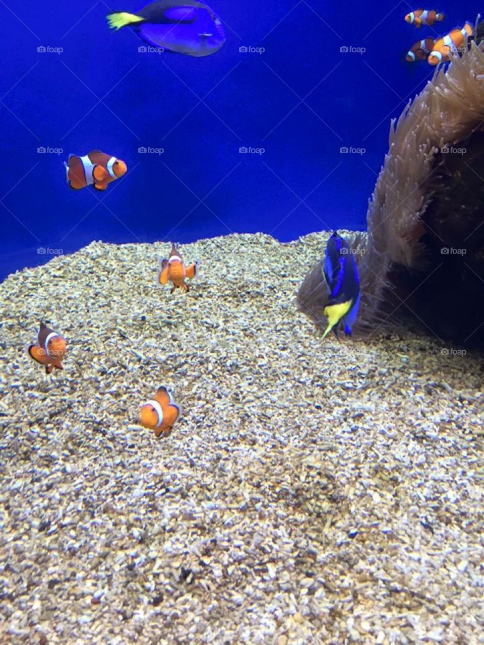 Clownfish and Blue Tang
