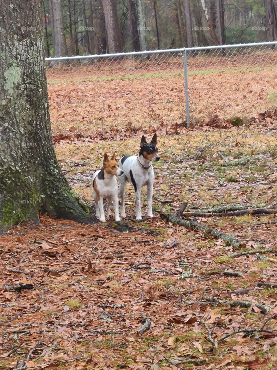 rat terrier couple