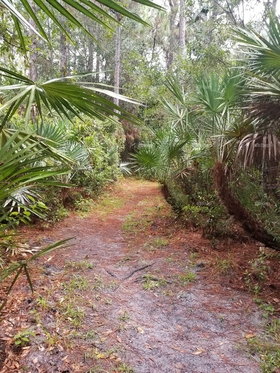 jungle path