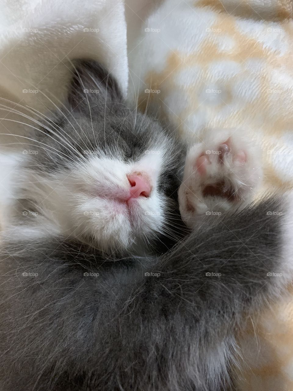 Little cat sleeps