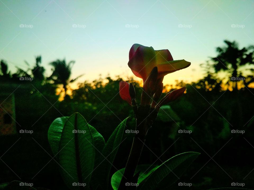 Sunset and flower